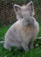 /album/les-races4/lapin-t%c3%aate-de-lion-jpg/